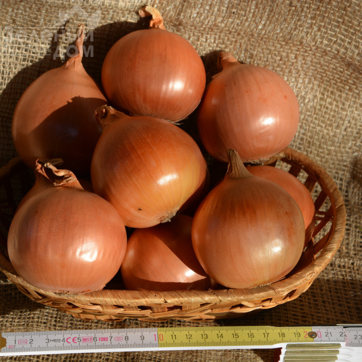 Міссісіпі F1 / Mississippi F1,115 днів фото 5