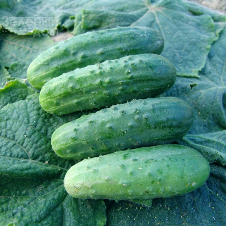 Мариета F1 / Marieta F1 фото 1