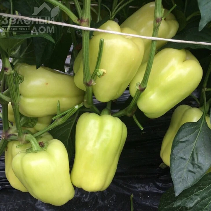 Ирен F1 / Iren F1,65 дней фото 3