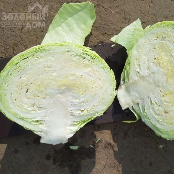 Колин F1 / Colin F1, 118-120 дней фото 2