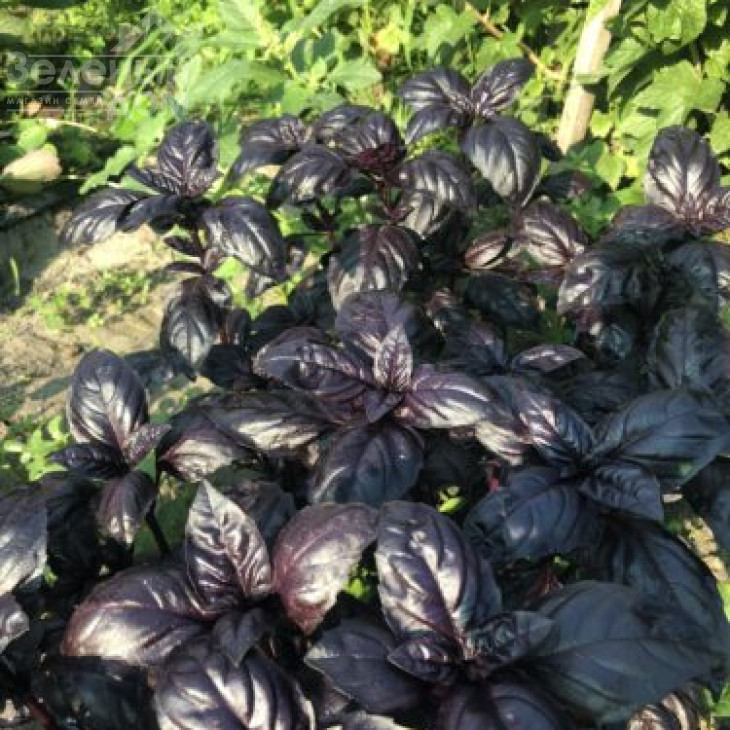 Віолет Кінг / Violet King фото 2