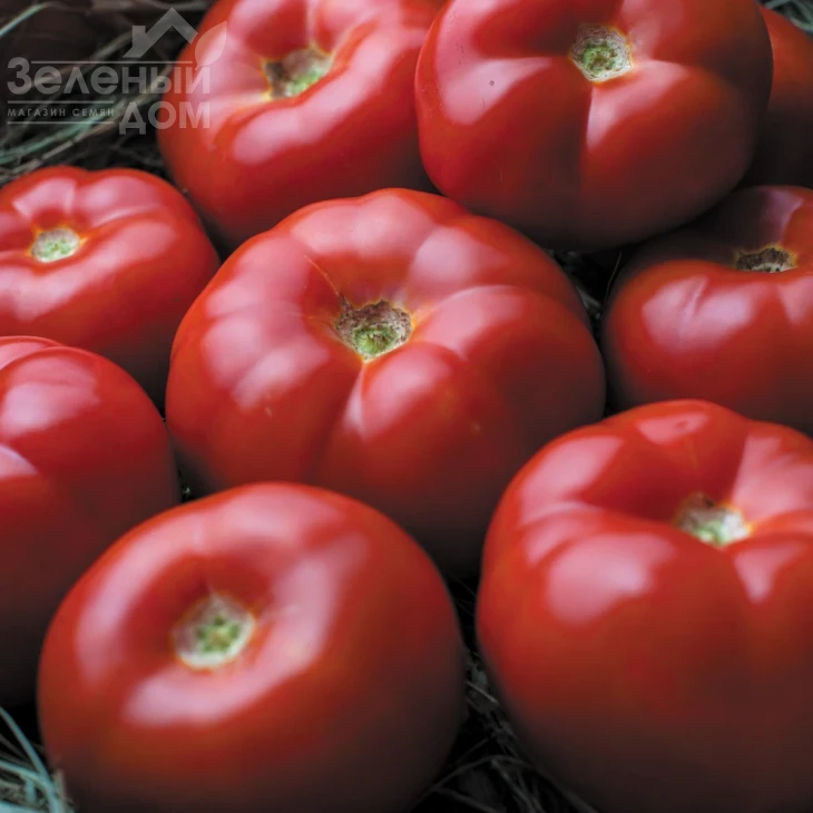 Гравитет F1 / Gravitet F1,95-100 дней фото 1