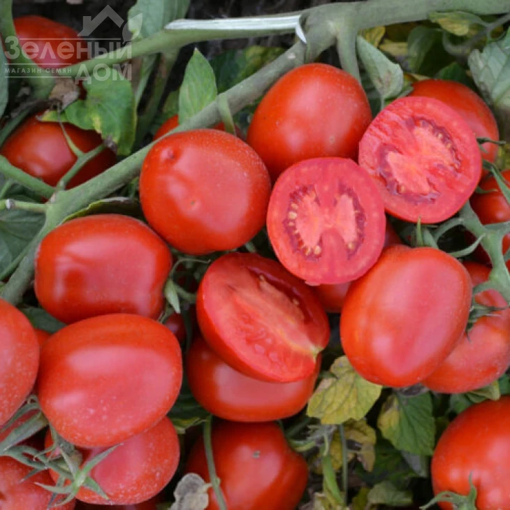 1015 F1 / 1015 F1, 100 дней фото 1