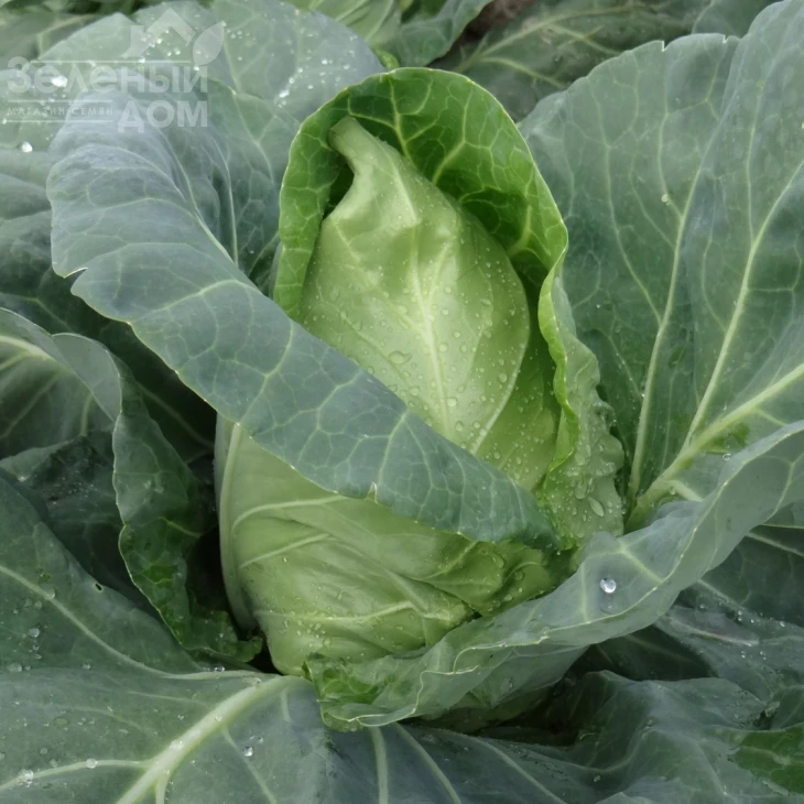 Пилон F1 / Pylon F1,51-57 дней фото 1