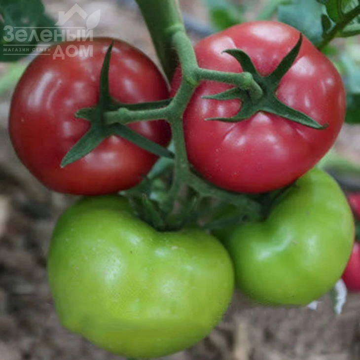 Мурпинк F1 / Murpink F1 фото 1