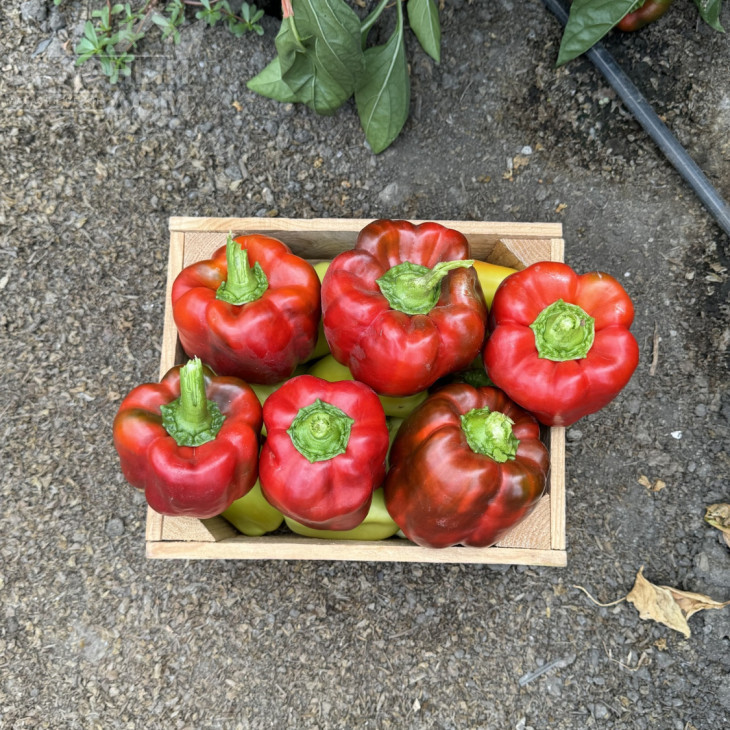 Фіджи F1 / Fidzhi F1, 63-65 днів фото 2