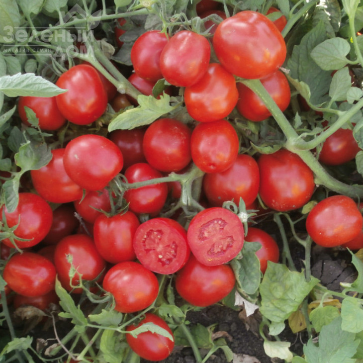 ЮГ 1122713 F1 / UG 1122713 F1,95 днів фото 1