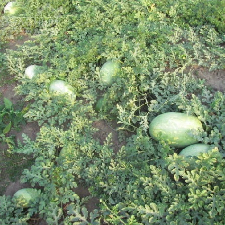 ЛС 1803 F1 / LS 1803 F1 фото 3