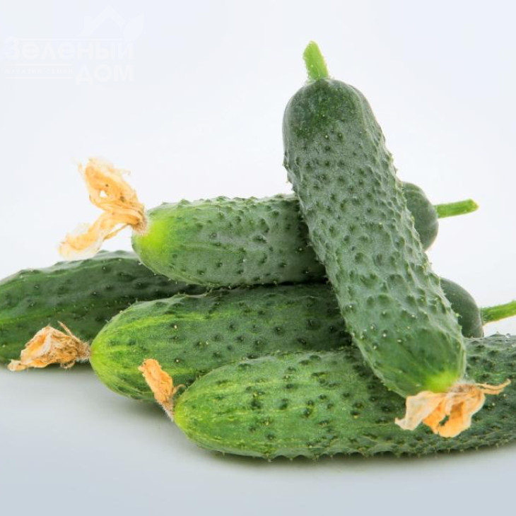 Джуніор F1 (LS 1906) / Junior F1 (LS 1906) фото 4