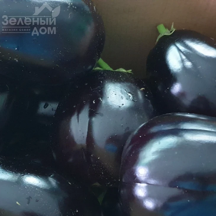 Рафаэла F1 / Rafaela F1, 65 дней фото 7