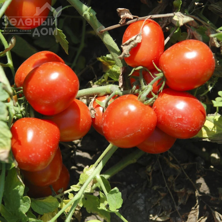 Тріпл Ред F1 / Tripl Red F1,80-85 днів фото 1