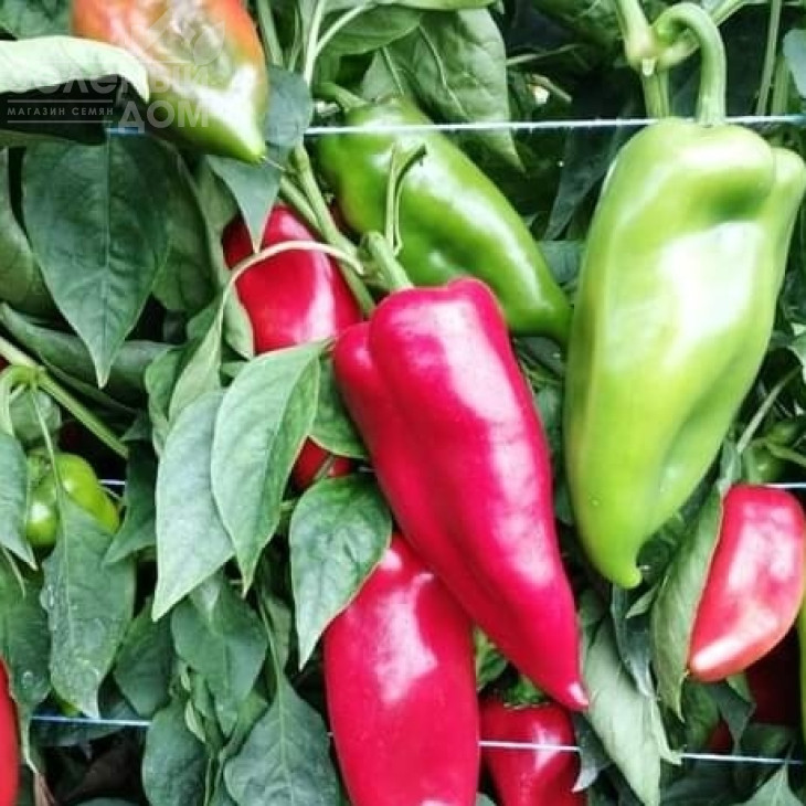 Навігатор F1 / Navigator F1,67-70 днів фото 4