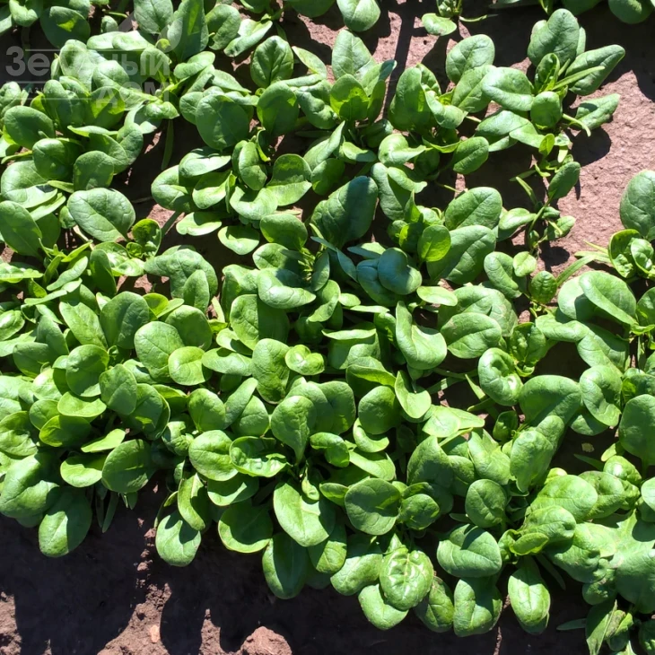 Каррера F1 / Carrera F1 фото 1