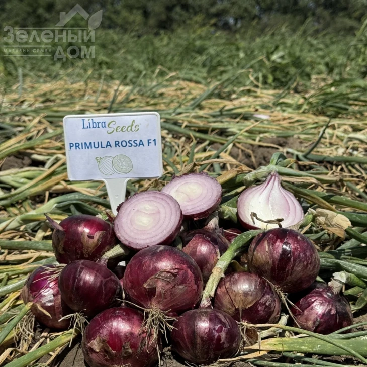 Примула F1 / Primula F1, 280-285 дней фото 1