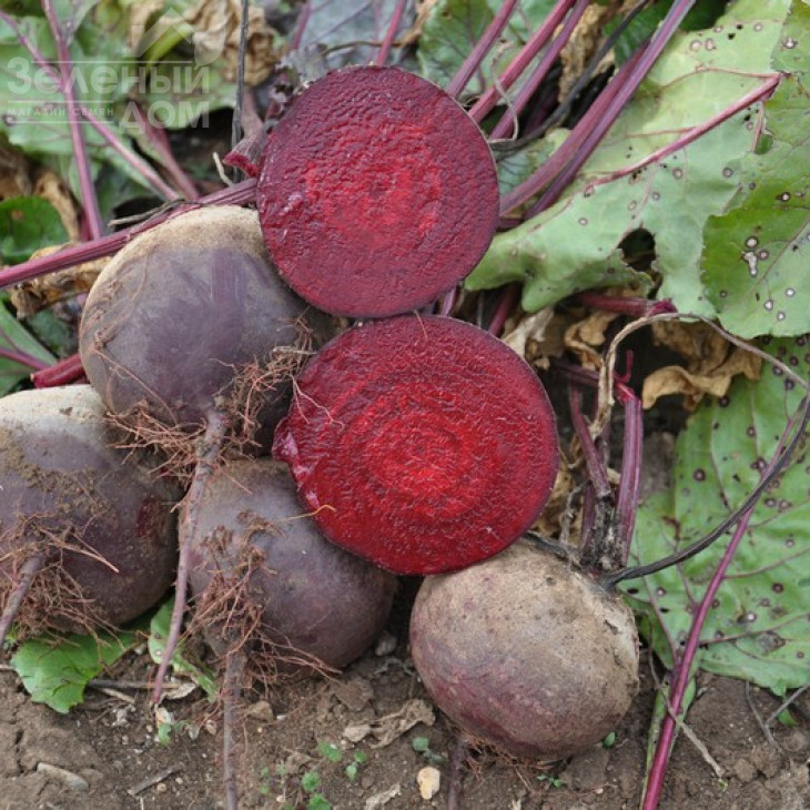Акела / Akela,80 днів фото 1