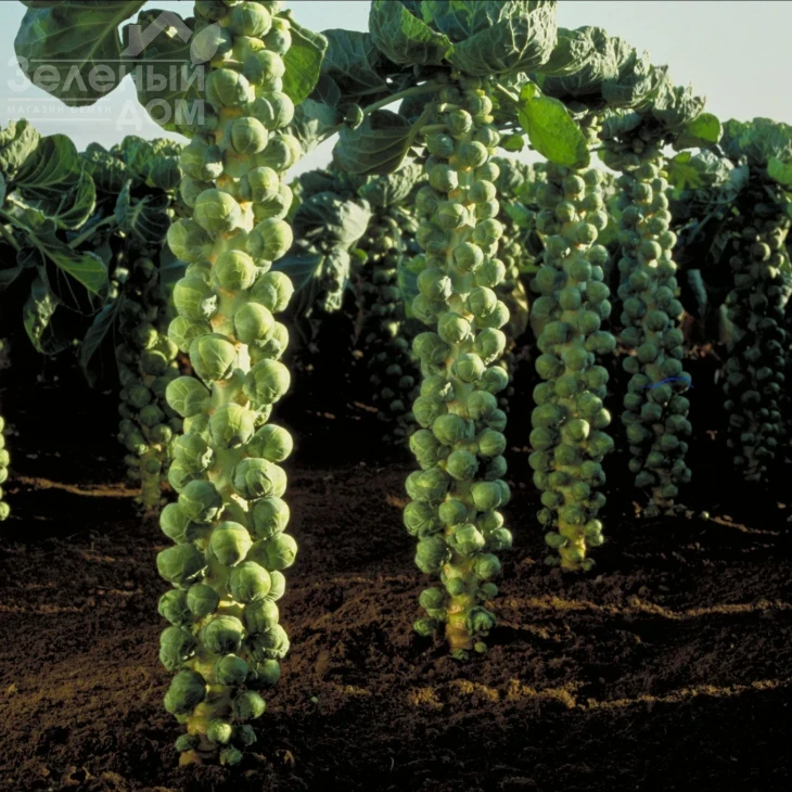 Долорес F1 / Dolores F1,150 дней фото 1