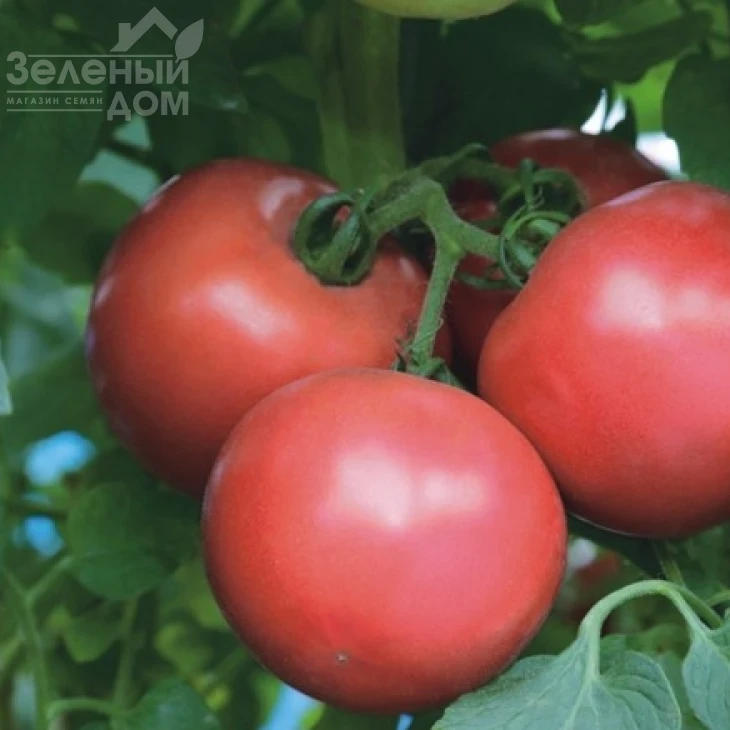 ТЕХ  2721 F1 / TEX  2721 F1,90-100 дней фото 1