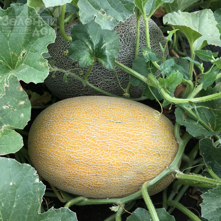 Маорі F1 / Maori F1,70-72 дні фото 2