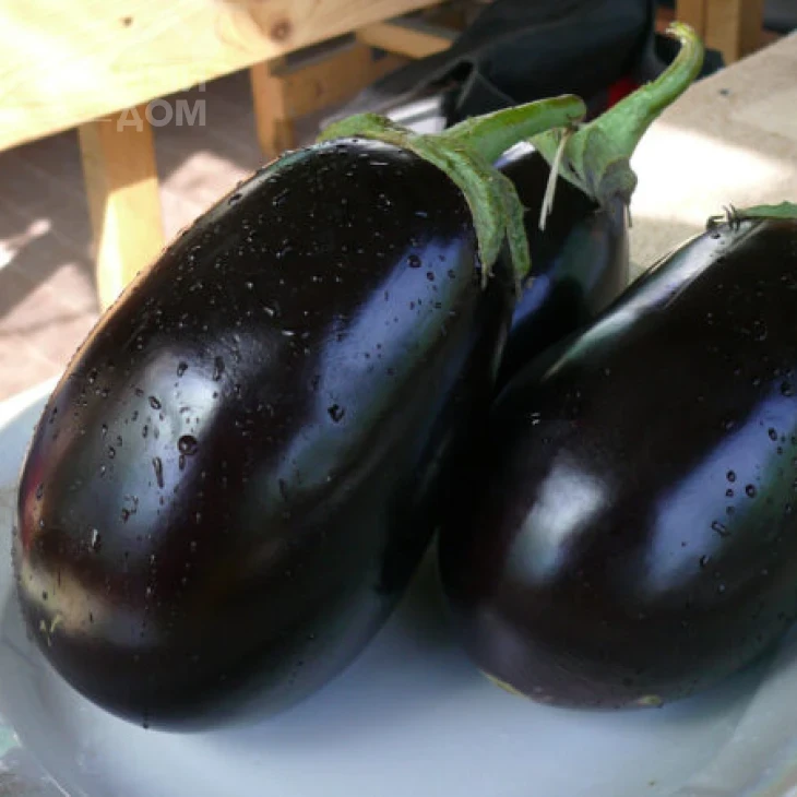 Чемодан F1 / Chemodan F1,90-105 дней фото 1