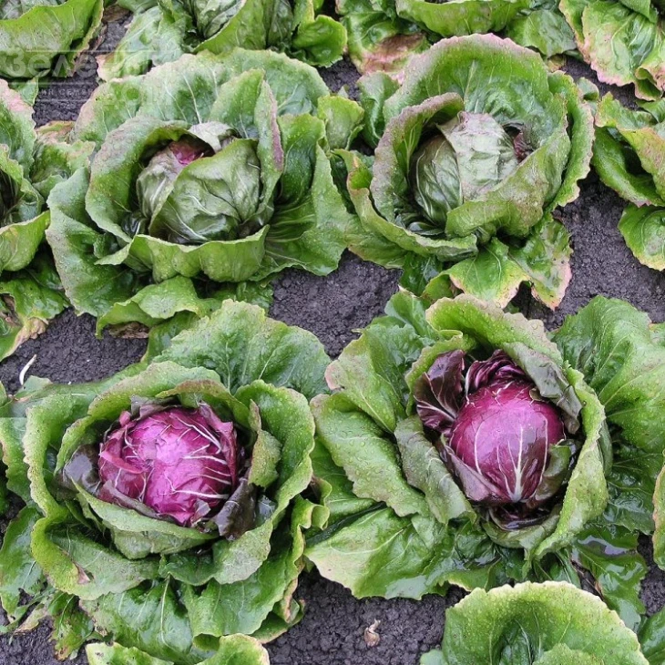 Леонардо / Leonardo,81 день фото 3