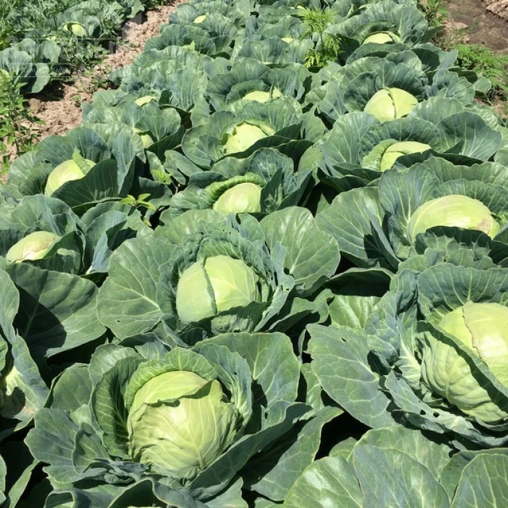 Радан F1 / Radan F1,58-62 дня фото 3