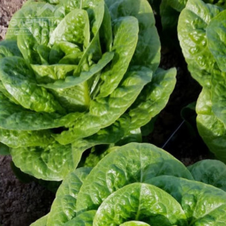 Тіпікал / Typical фото 2