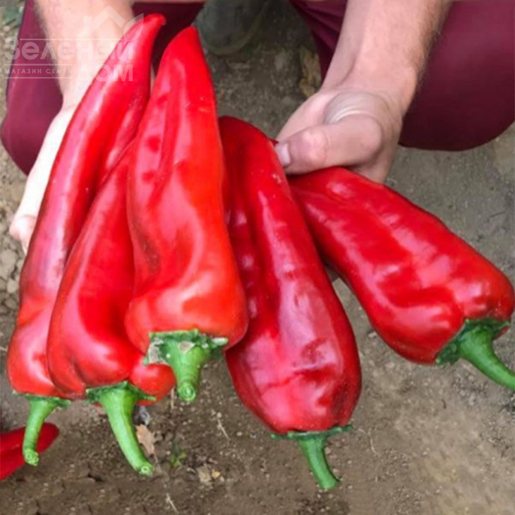 Корнелія F1 / Korneliya F1 фото 2