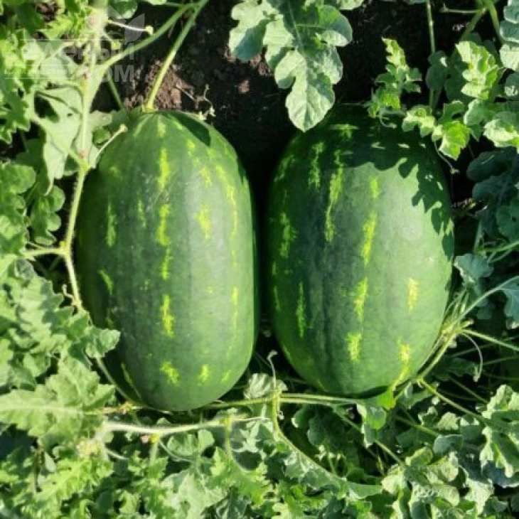 Виллинг F1 / Villing F1, 70 дней фото 3