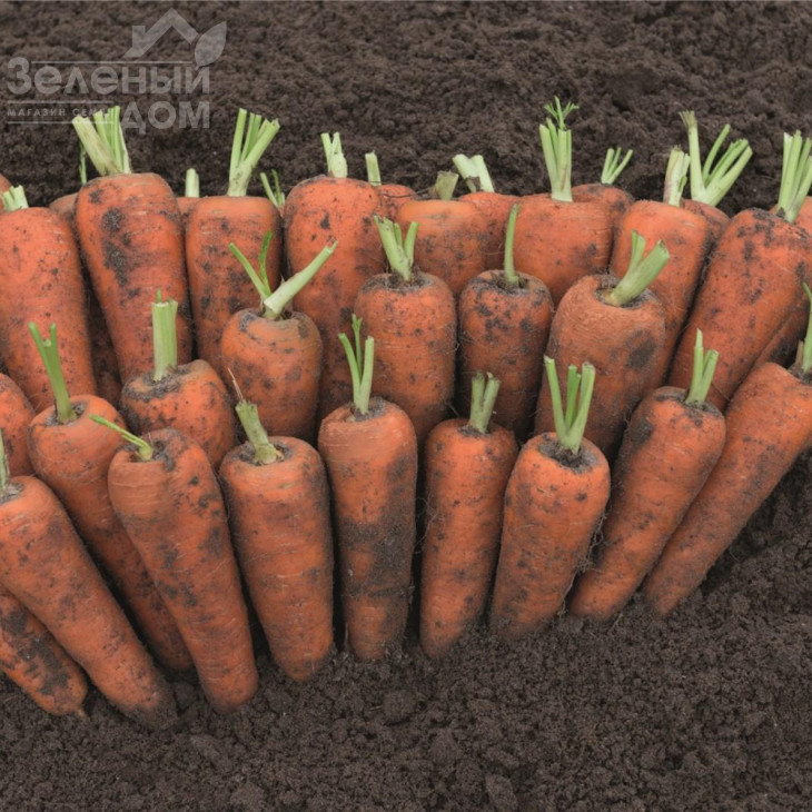 Кентон F1 / Canton F1, 110-120 днів фото 1