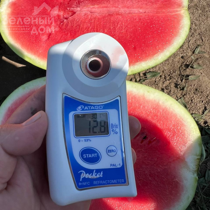 Аміна F1 / Amina F1, 62-65 днів фото 4