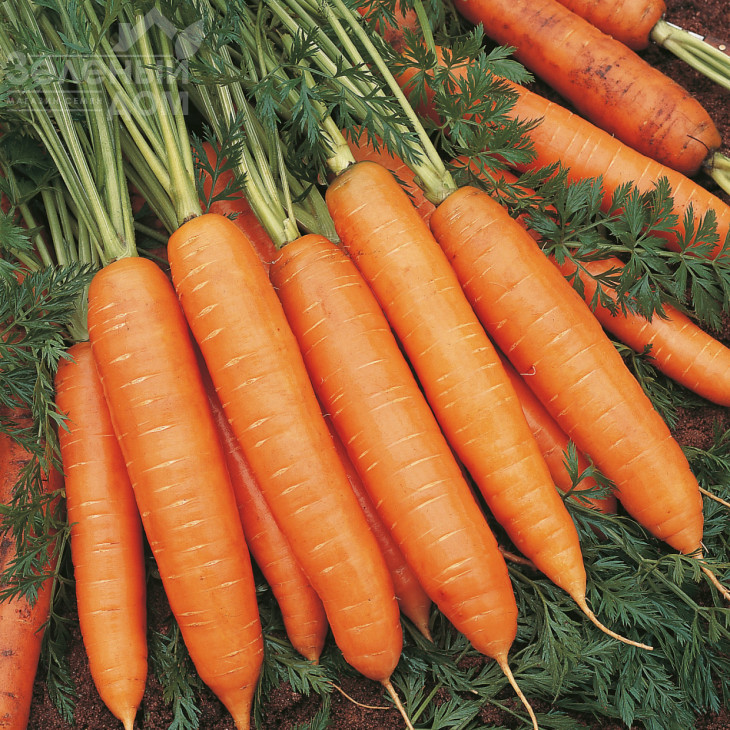 Бангор F1 / Bangor F1,110 днів фото 1