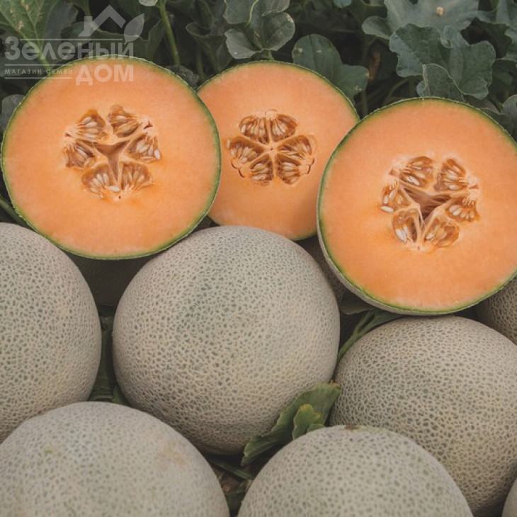 Карамеза F1 / Karameza F1 фото 1