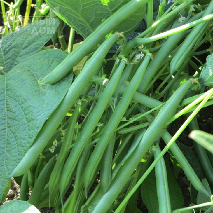 Крокет / Kroket фото 2