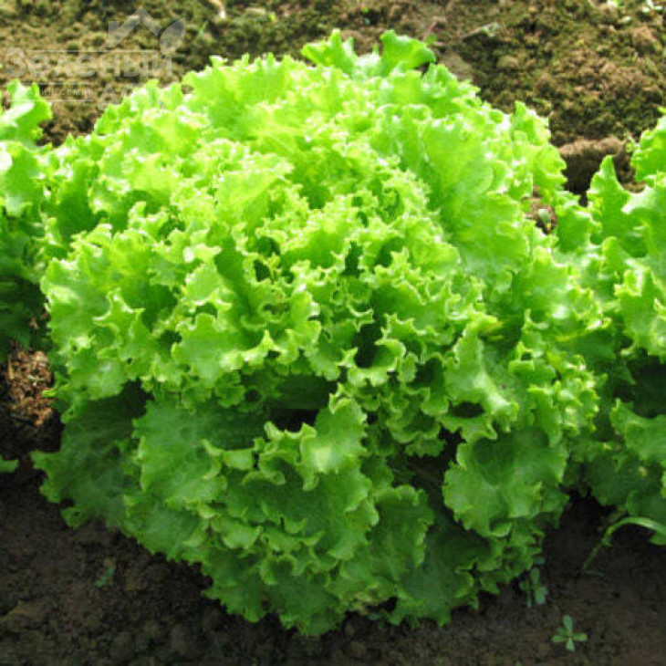 Еллін F1 / Ellin F1 фото 1