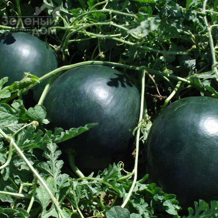 Фаєр Бол F1 / Fire Ball F1, 55-50 днів фото 5