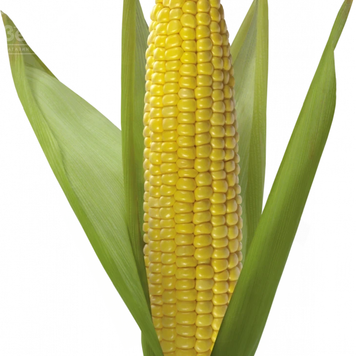 Гюнес F1 / Hyunes F1 фото 1