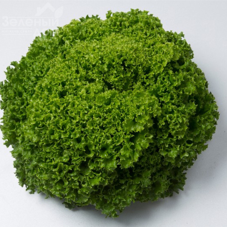 Ілема / Ilema фото 4