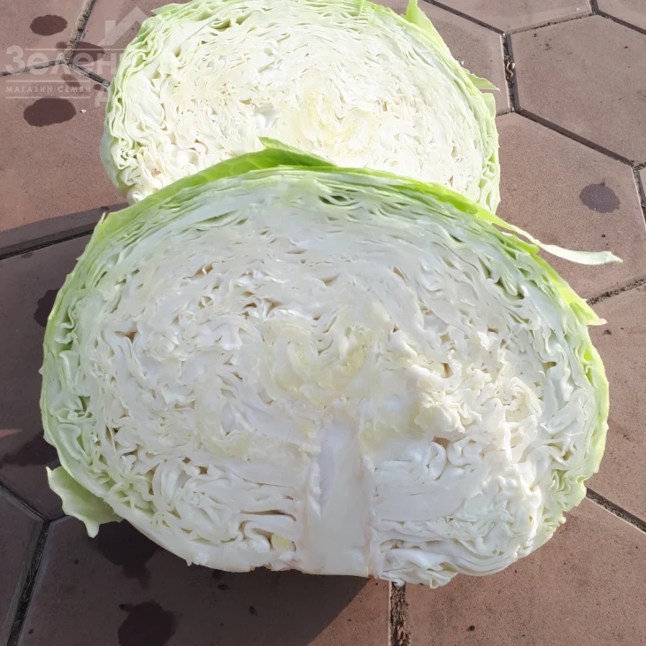 Мензания F1 / Menzania F1,115 - 120 дней фото 3