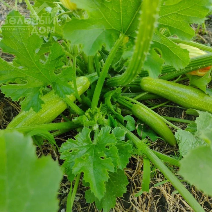Мерлин (INX 10554) F1 / Merlin (INX 10554) F1 фото 5