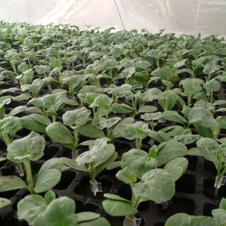 Рут Пауер F1 / Rut Pauer F1 фото 1