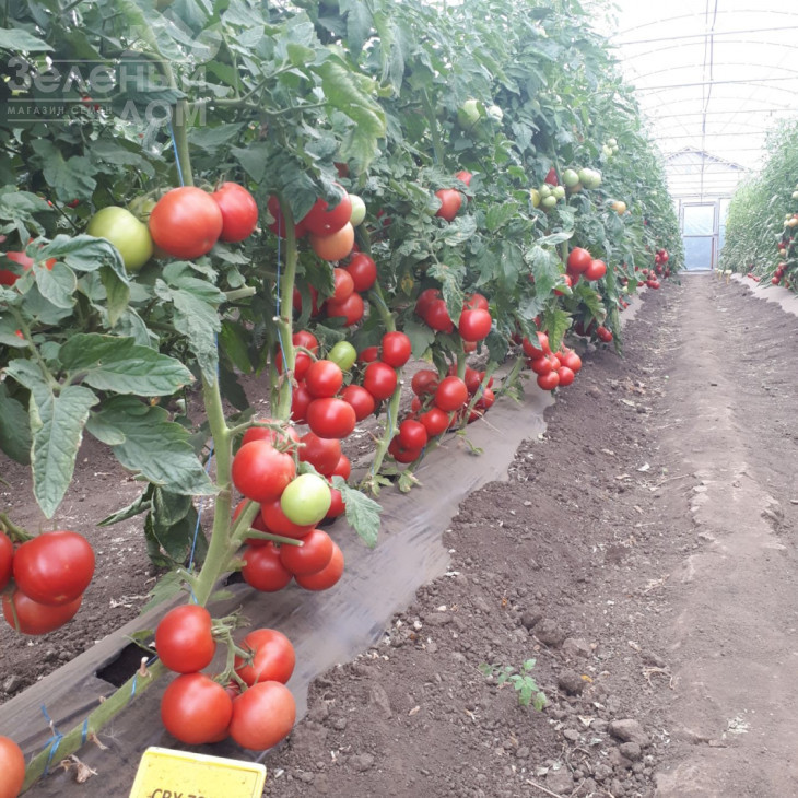 ЦРХ 78951 (Еспада) F1 / CRX 78951 (Espada) F1 фото 1