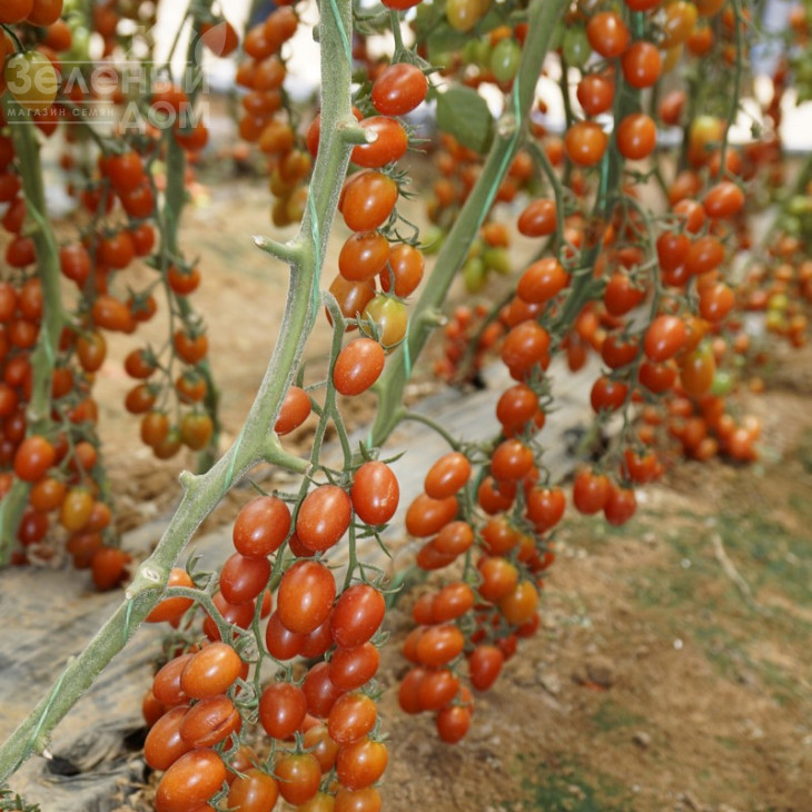 Туті-Фруті F1 / Tutti-Frutti F1,65-70 днів фото 3