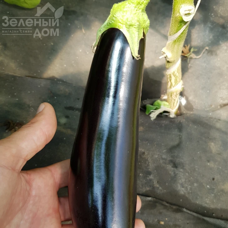 Караман F1 / Karaman F1, 65-70 дней фото 1