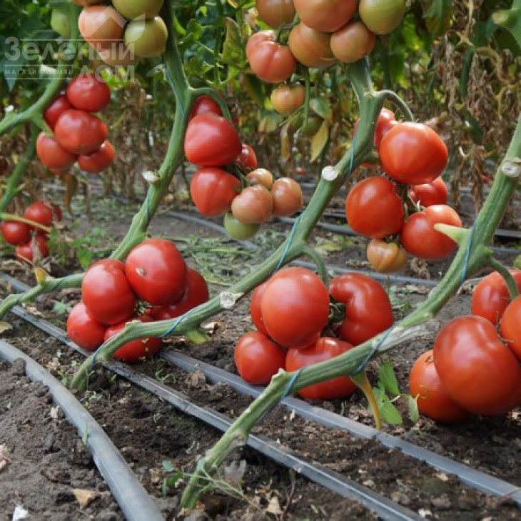 Макан F1 / Macan F1,55 днів фото 3