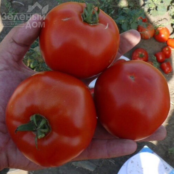 1502 F1 / 1502 F1,100 днів фото 2