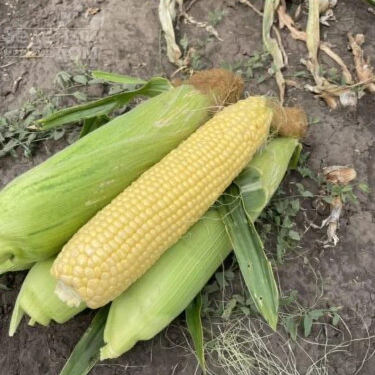 Гейзер F1 / Heyzer F1, 72 дня фото 6