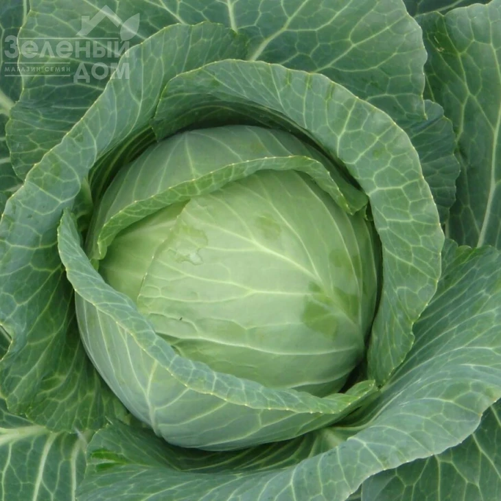 Силема F1 / Cilema F1,65-70 дней фото 1