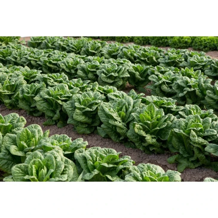 Одона / Odona фото 2