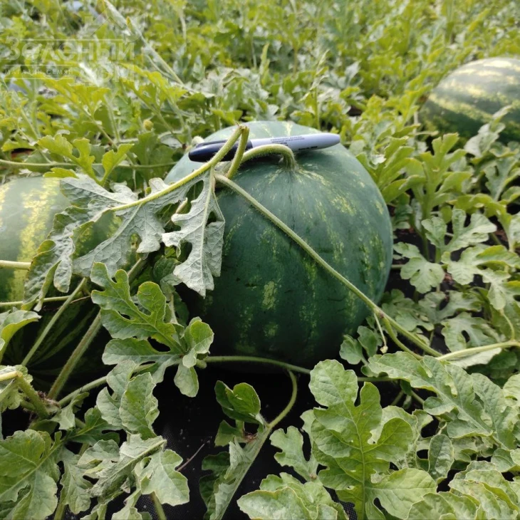 Харизма F1 / Kharizma F1 фото 4