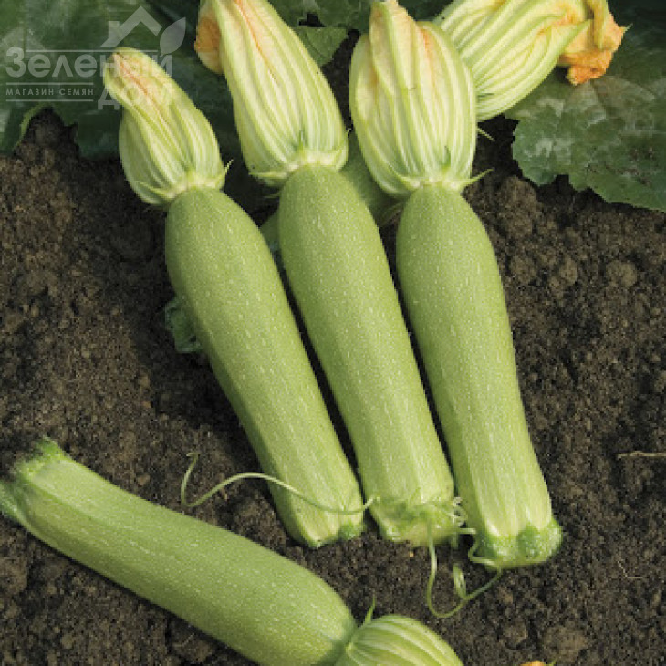 Невіра F1 / Nevira F1,42-45 днів фото 1